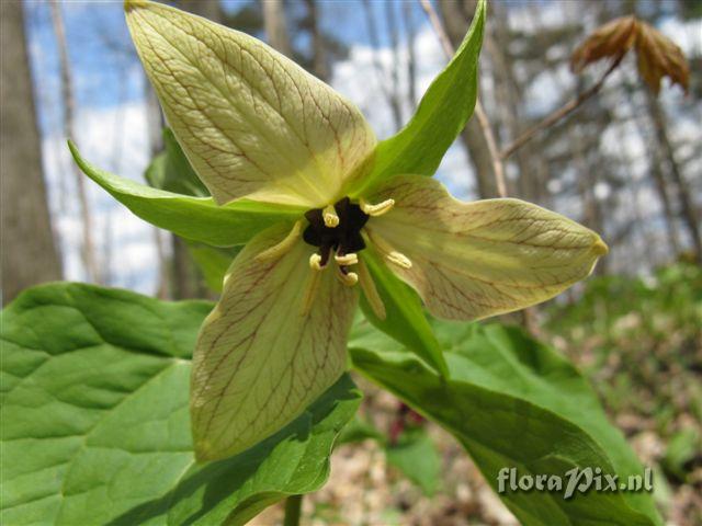 Trillium erectum color variant