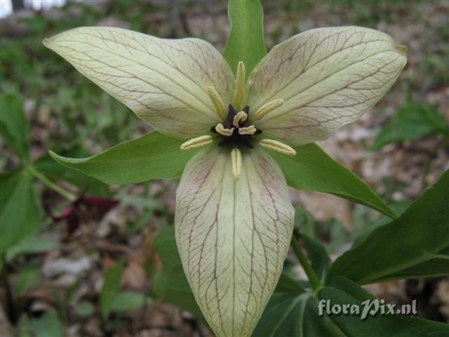 Trillium erectum color variant