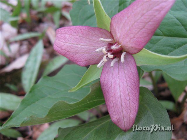 Trillium erectum color variant