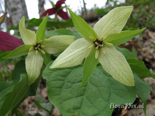 Trillium erectum color variant