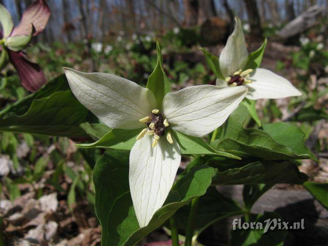 Trillium erectum color variant