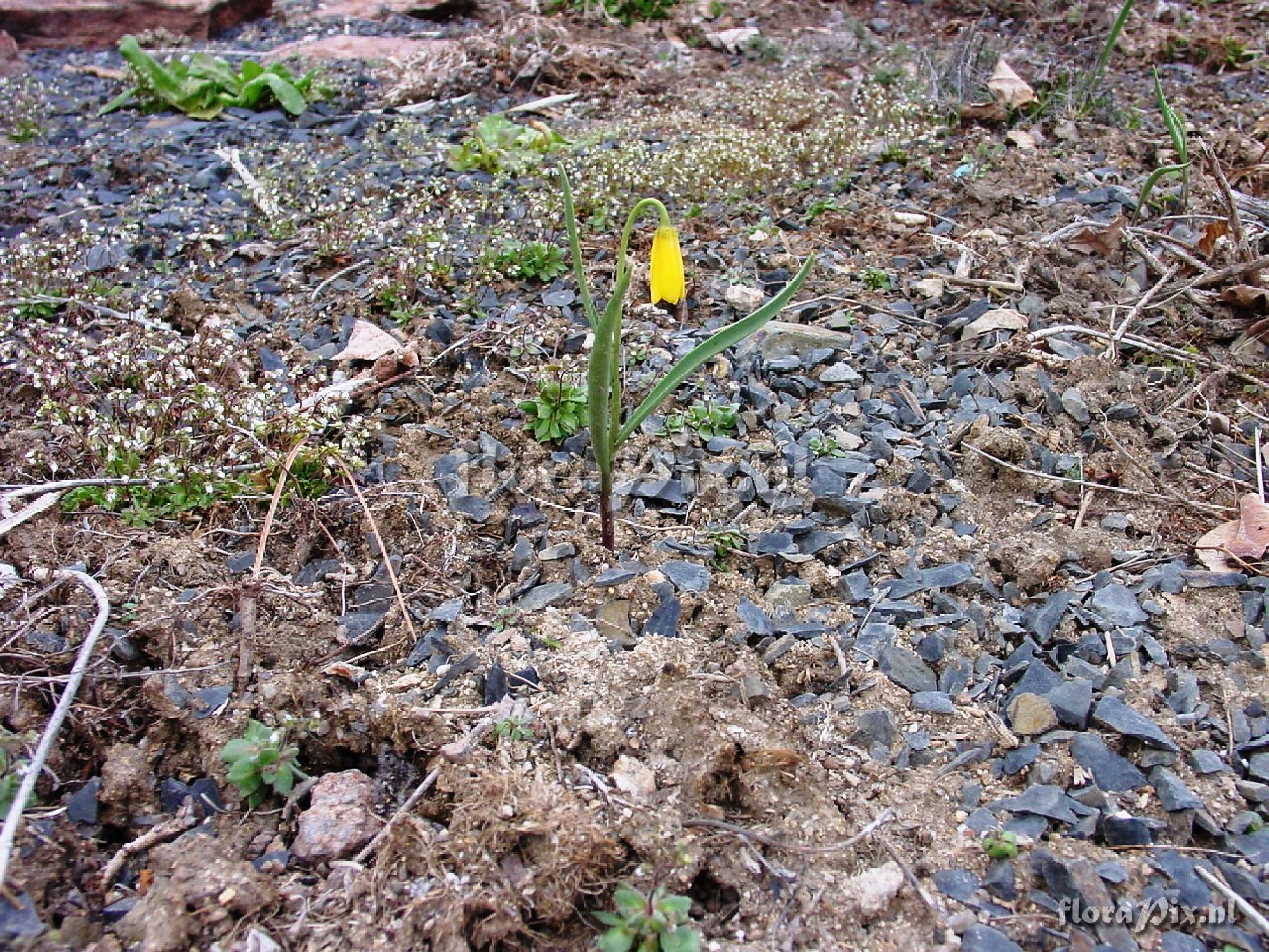 Fritillaria pudica