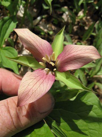 Trillium erectum color variant