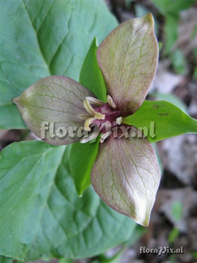 Trillium erectum color variant