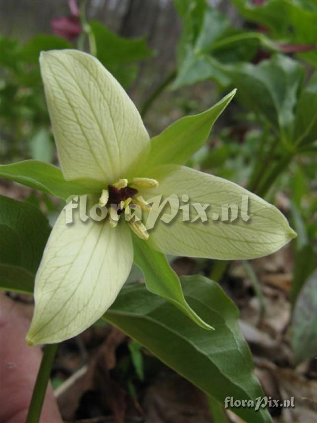 Trillium erectum color variant