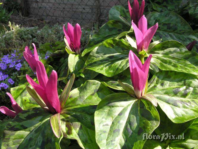 Trillium kurabayashii