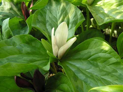 Trillium kurabayashii