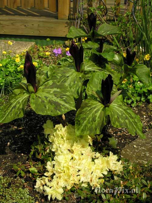 Trillium kurabayashii