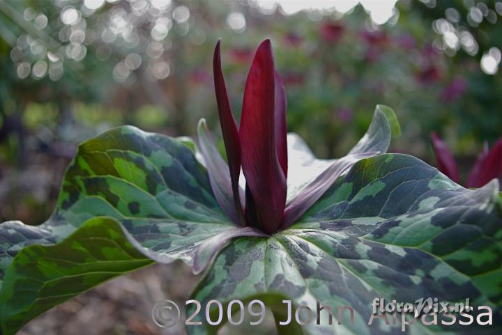 Trillium kurabayashii