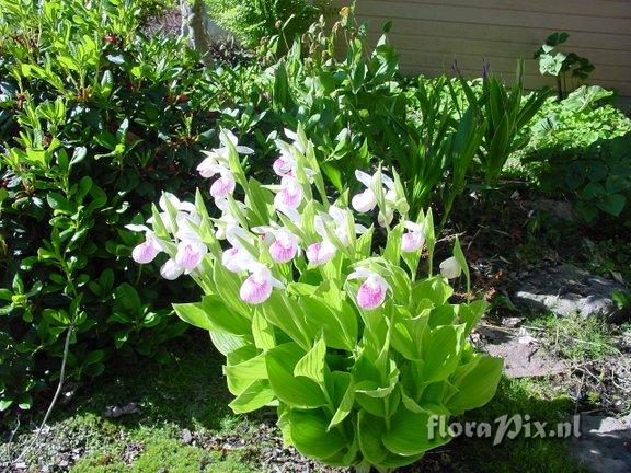 Cypripedium reginae