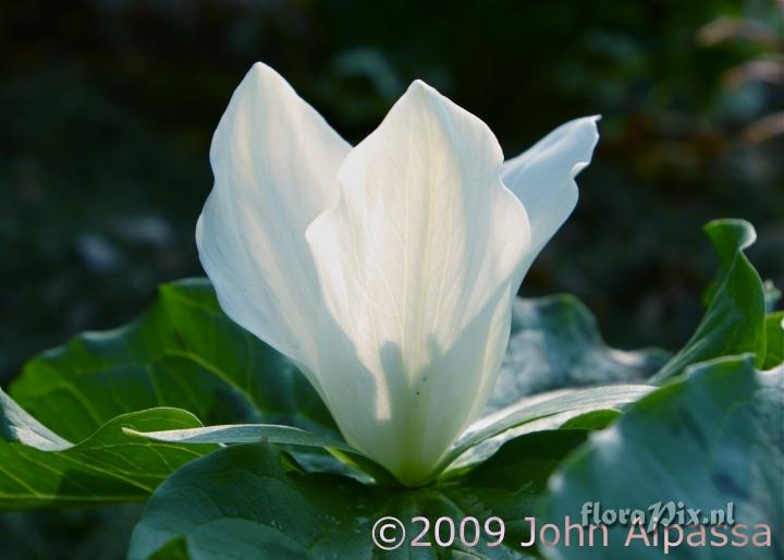 Trillium albidum with wide petals