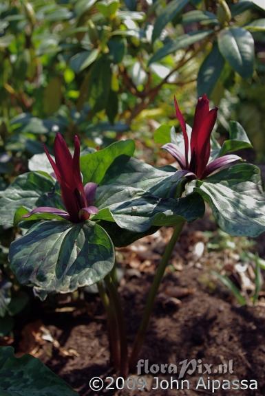 Trillium kurabayashii