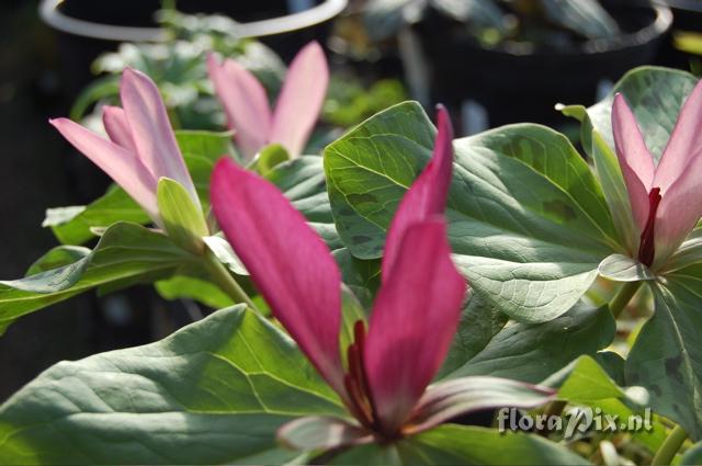 Trillium chloropetalum 