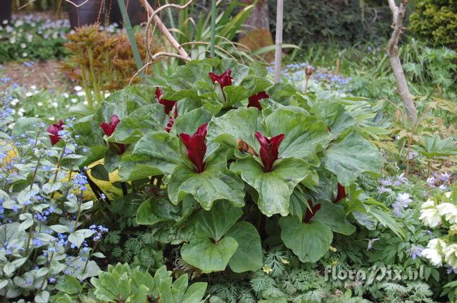 Trillium chloropetalum 