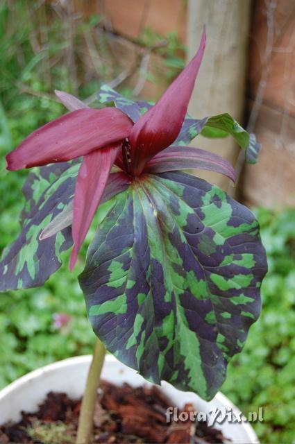 Trillium kurabayashii