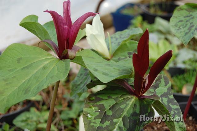 Trillium chloropetalum () 