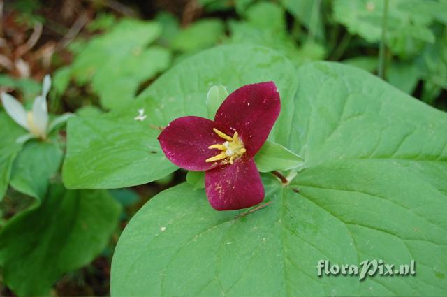 Trillium ovatum Velvet