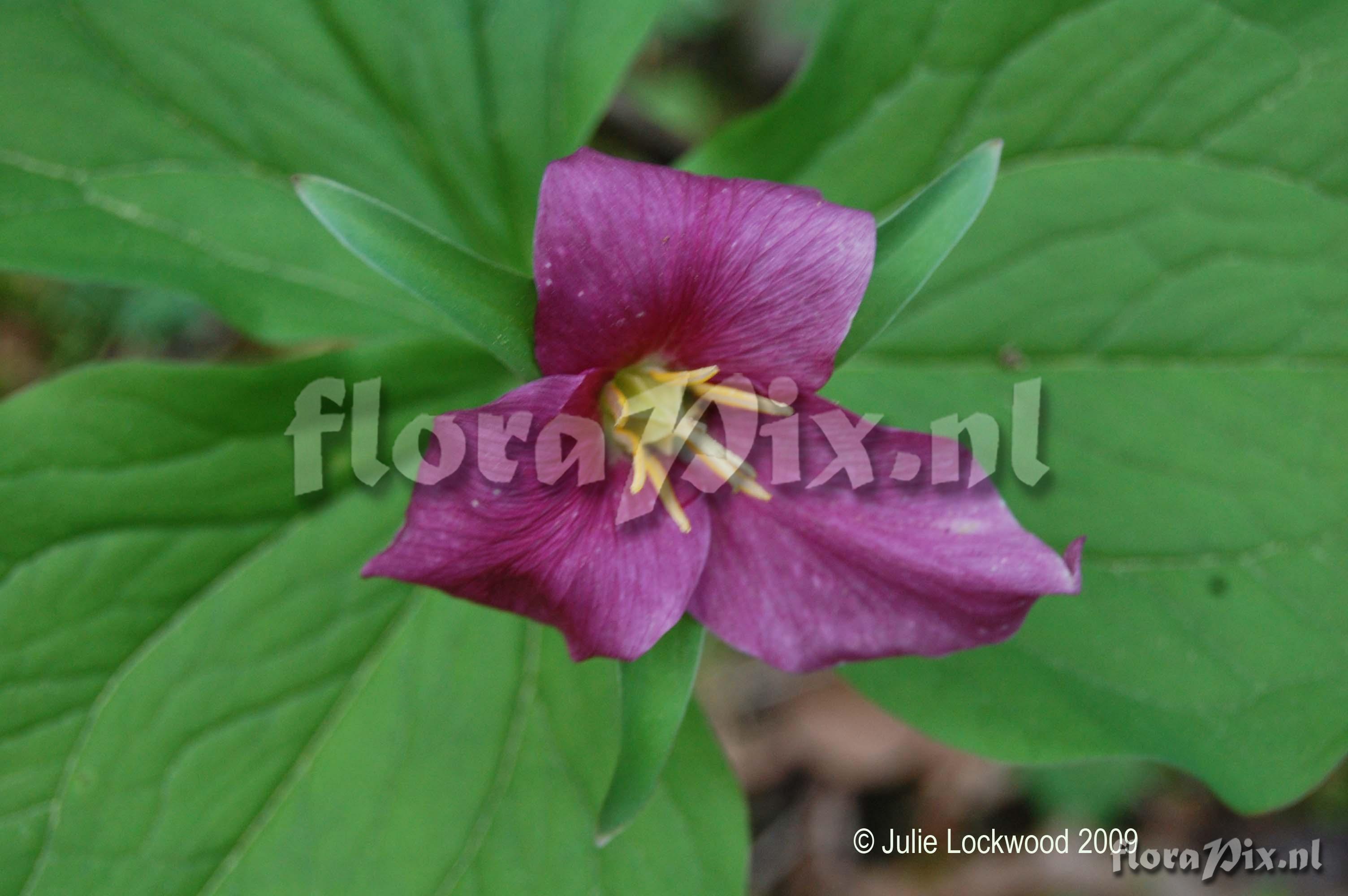 Trillium ovatum