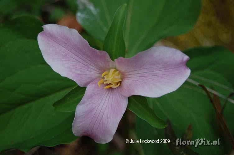 Trillium ovatum