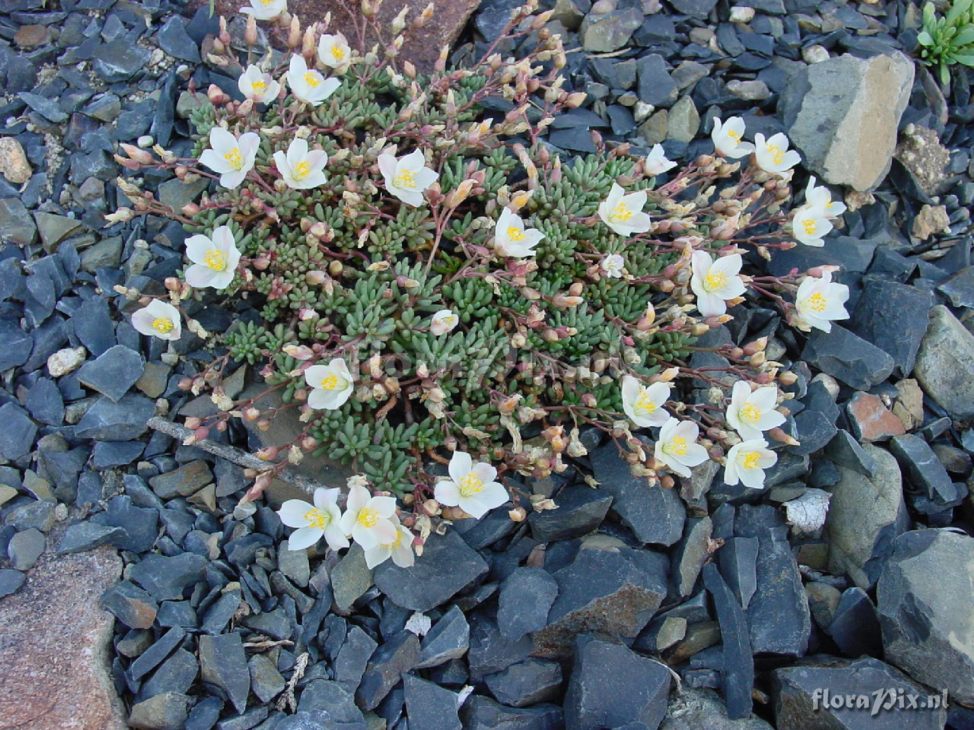 Talinum okanoganense