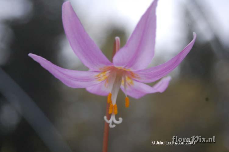 Erythronium revolutum