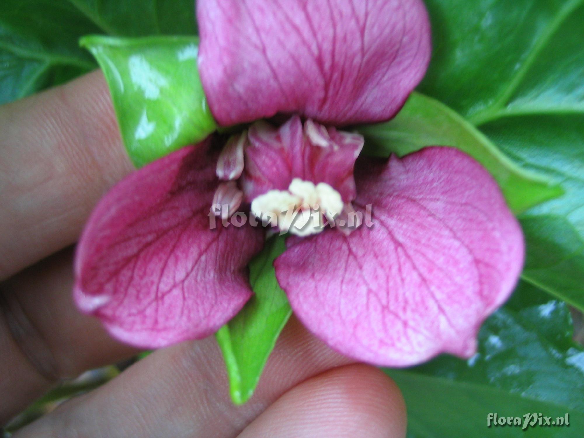 Trillium cernuum