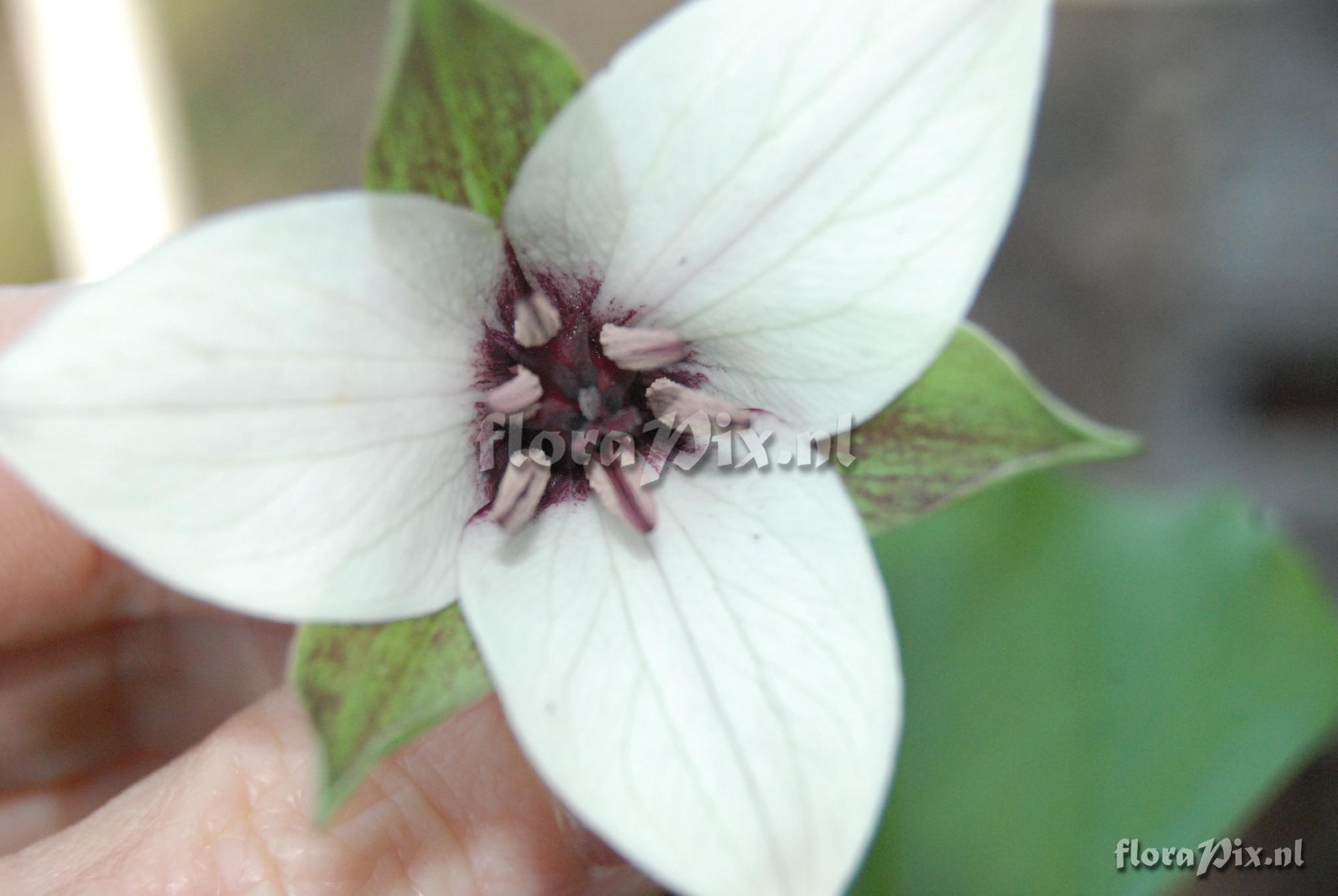 Trillium sulcatum