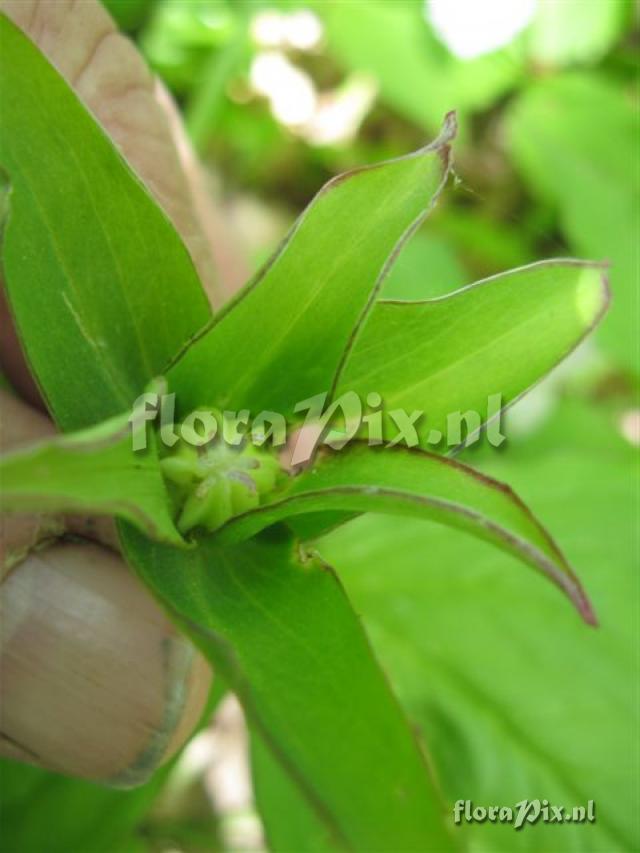 Trillium grandiflorum