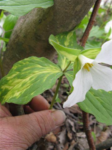 Trillium grandiflorum