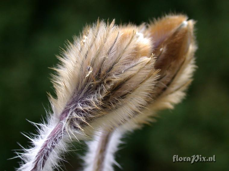 Pulsatilla vernalis in bud