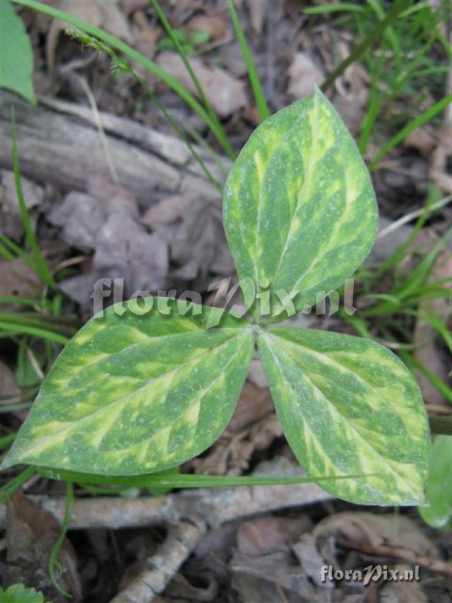 Trillium grandiflorum