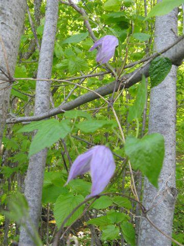 Clematis occidentalis