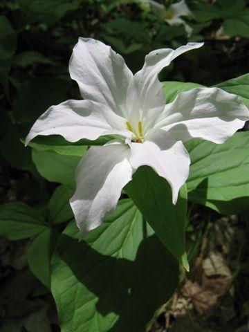 Trillium grandiflorum