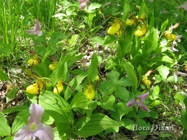 Trillium grandiflorum