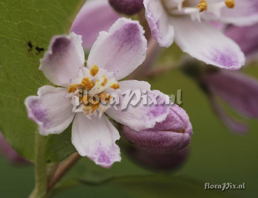 2-Unknown shrub