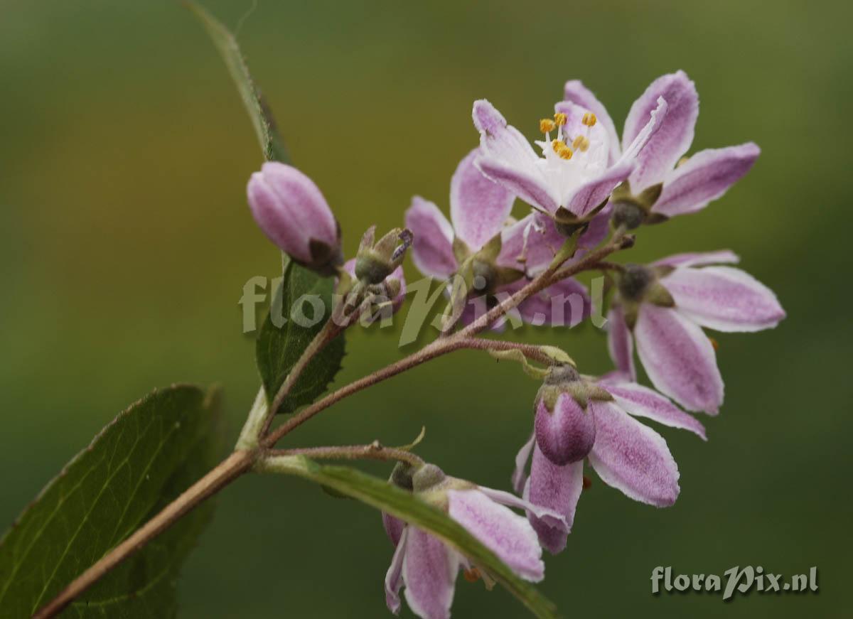 2-Unknown shrub