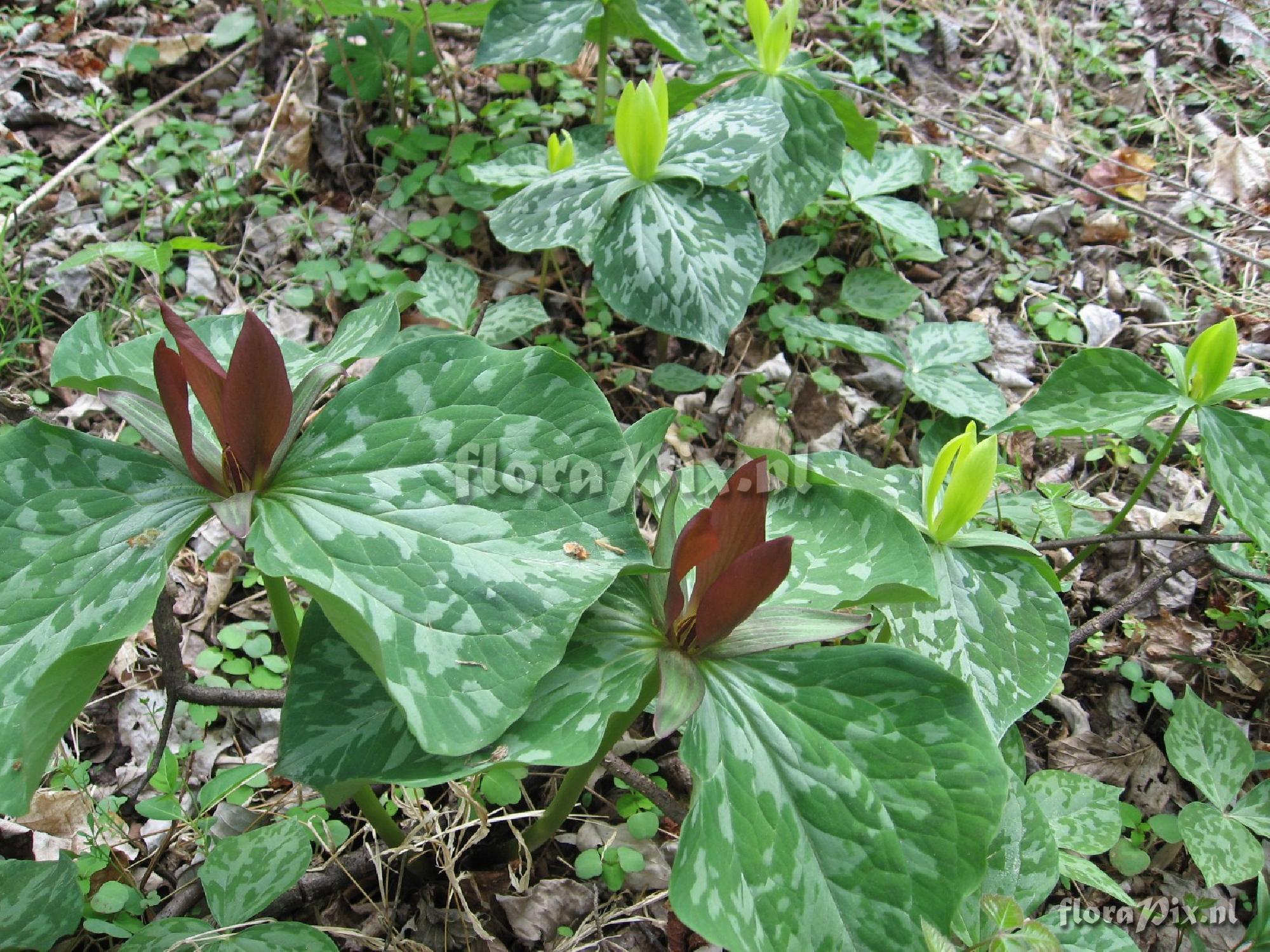 Trillium luteum variation