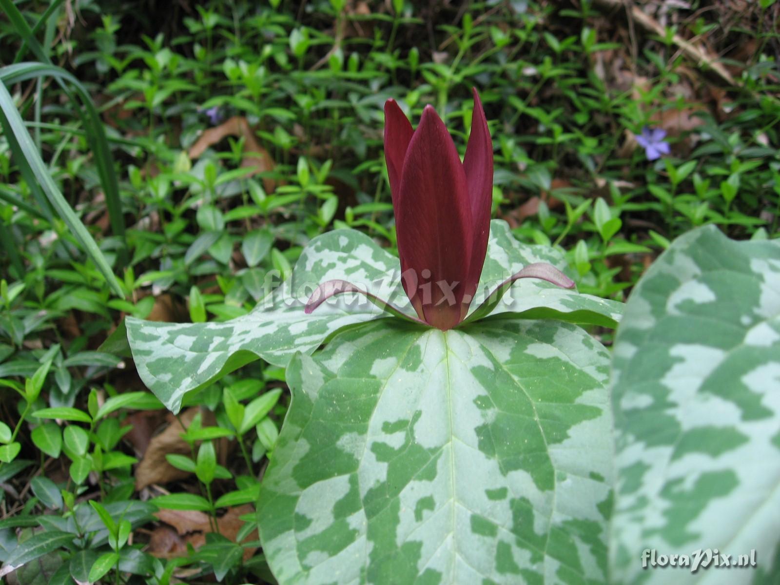 Trillium luteum variation