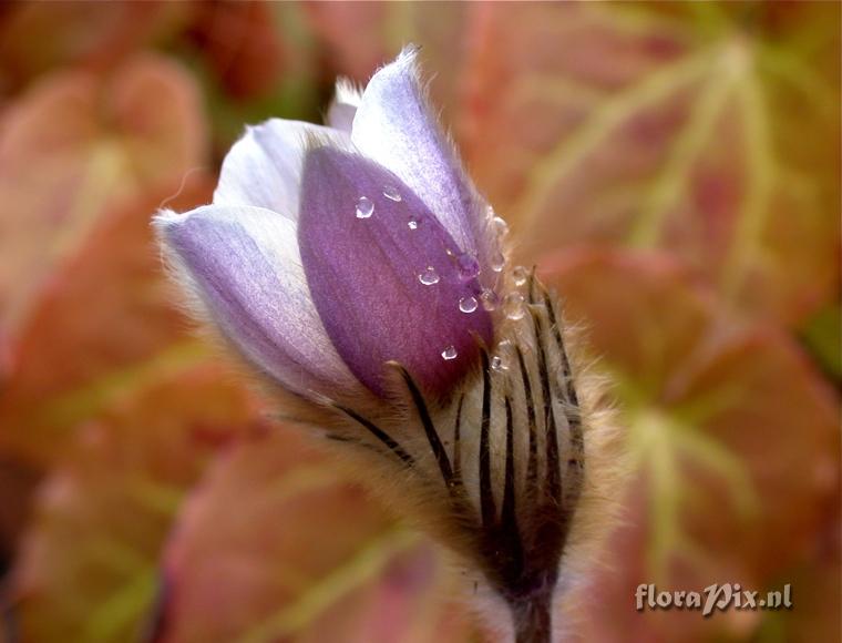 Pulsatilla vernalis in bloom