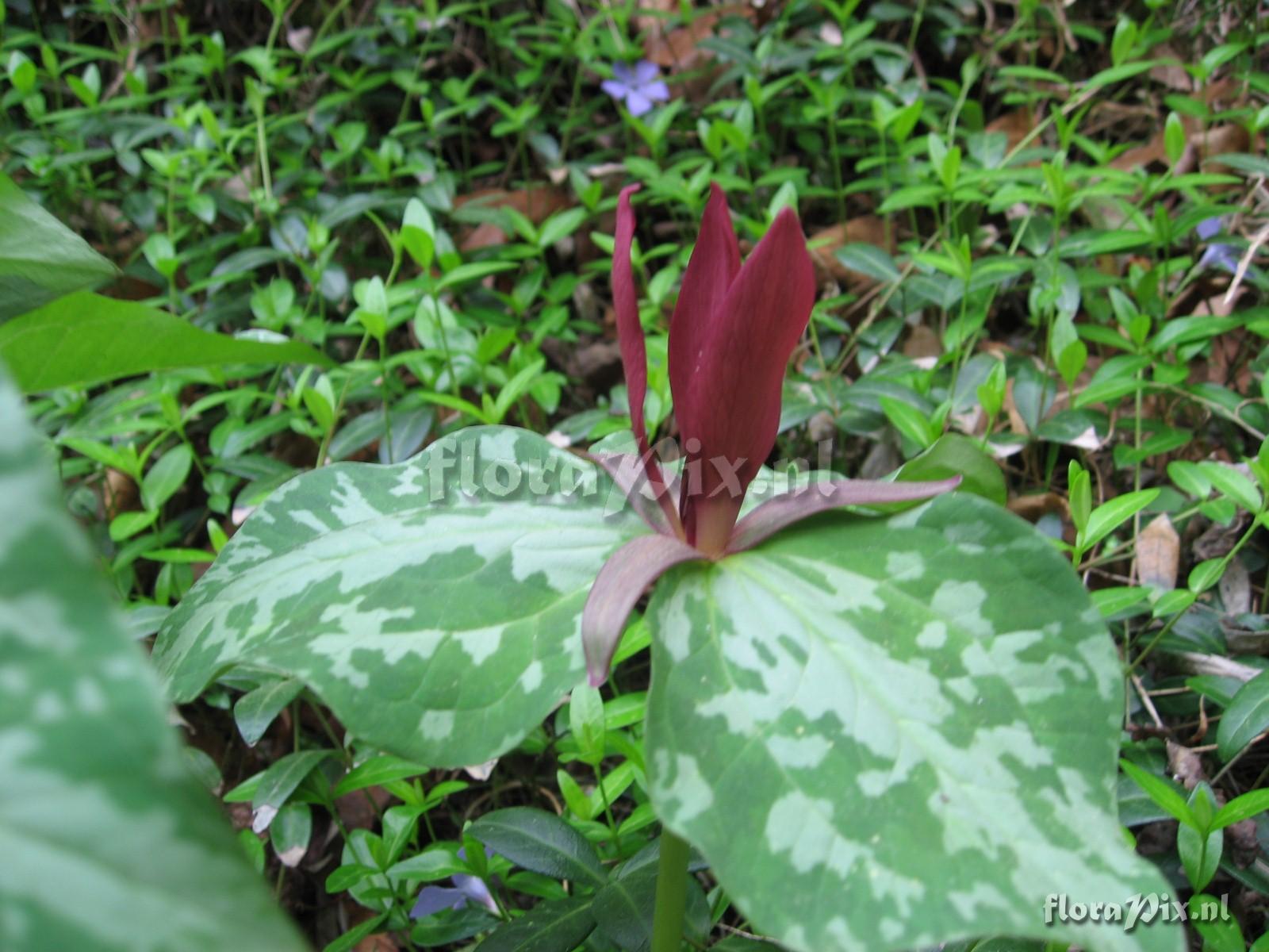 Trillium luteum variation