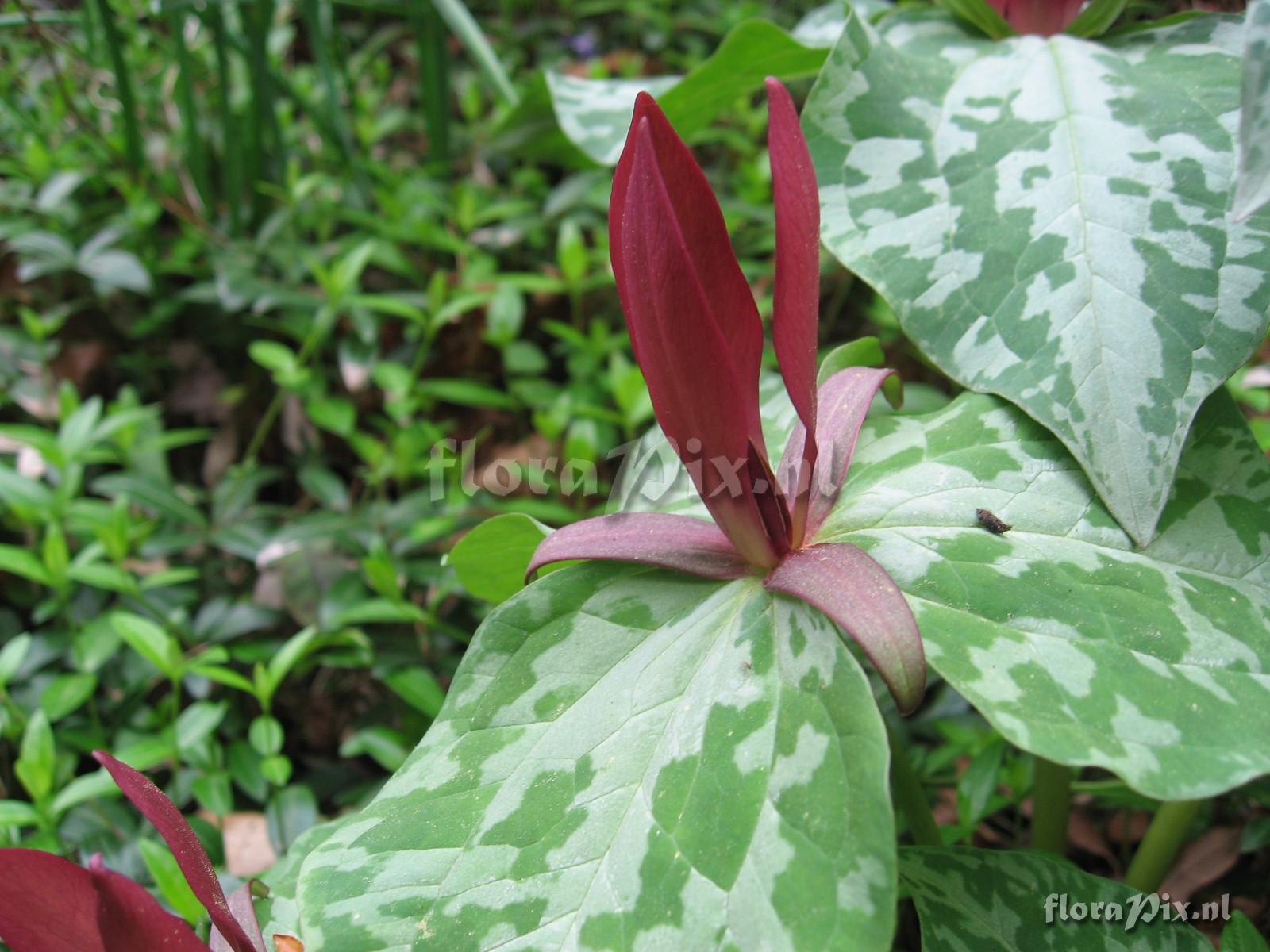 Trillium luteum variation