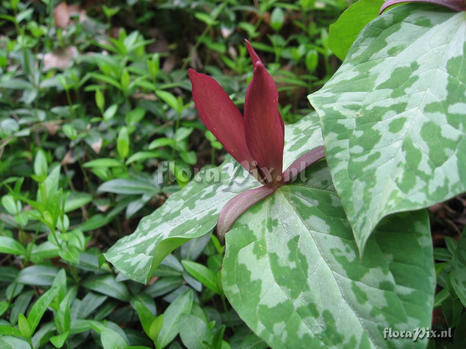 Trillium luteum variation