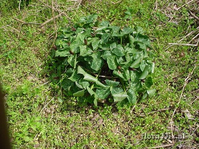 Trillium luteum Clump 3