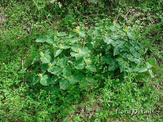 Trillium luteum Clump 4