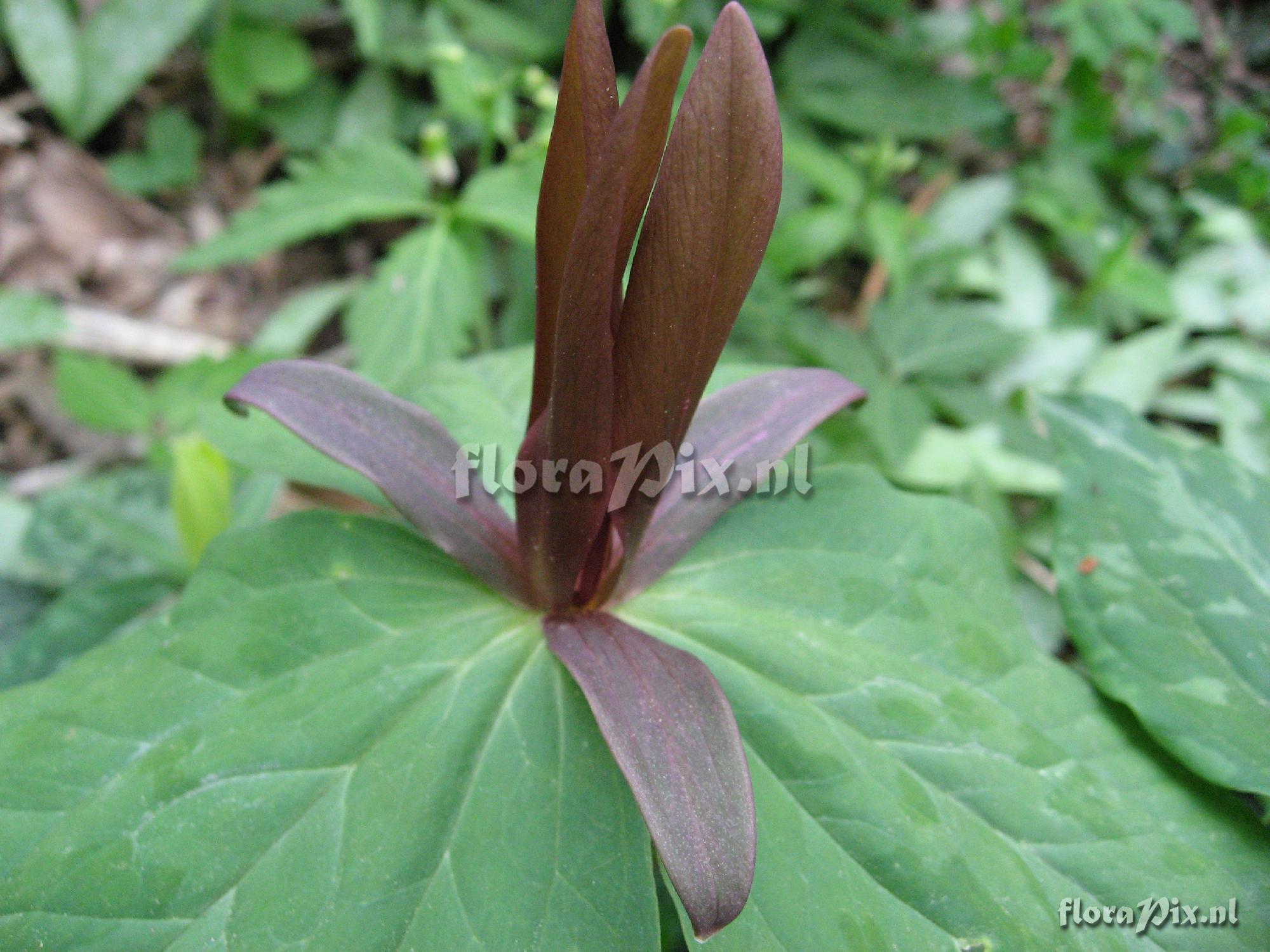 Trillium luteum variation