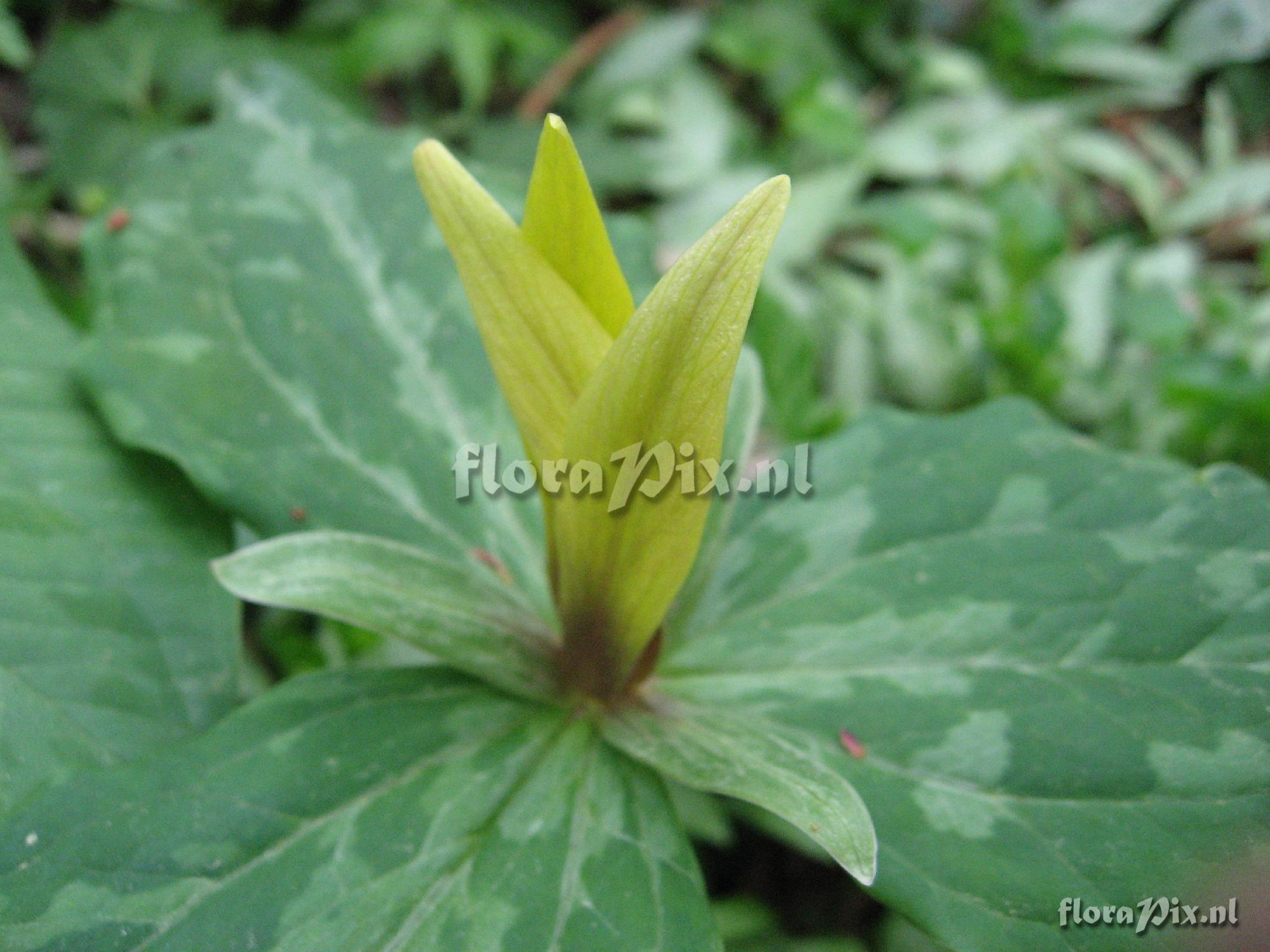 Trillium luteum Clump 1