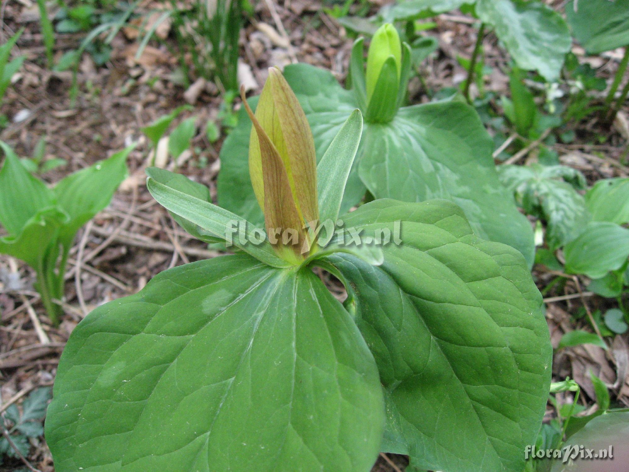 Trillium luteum Clump 2