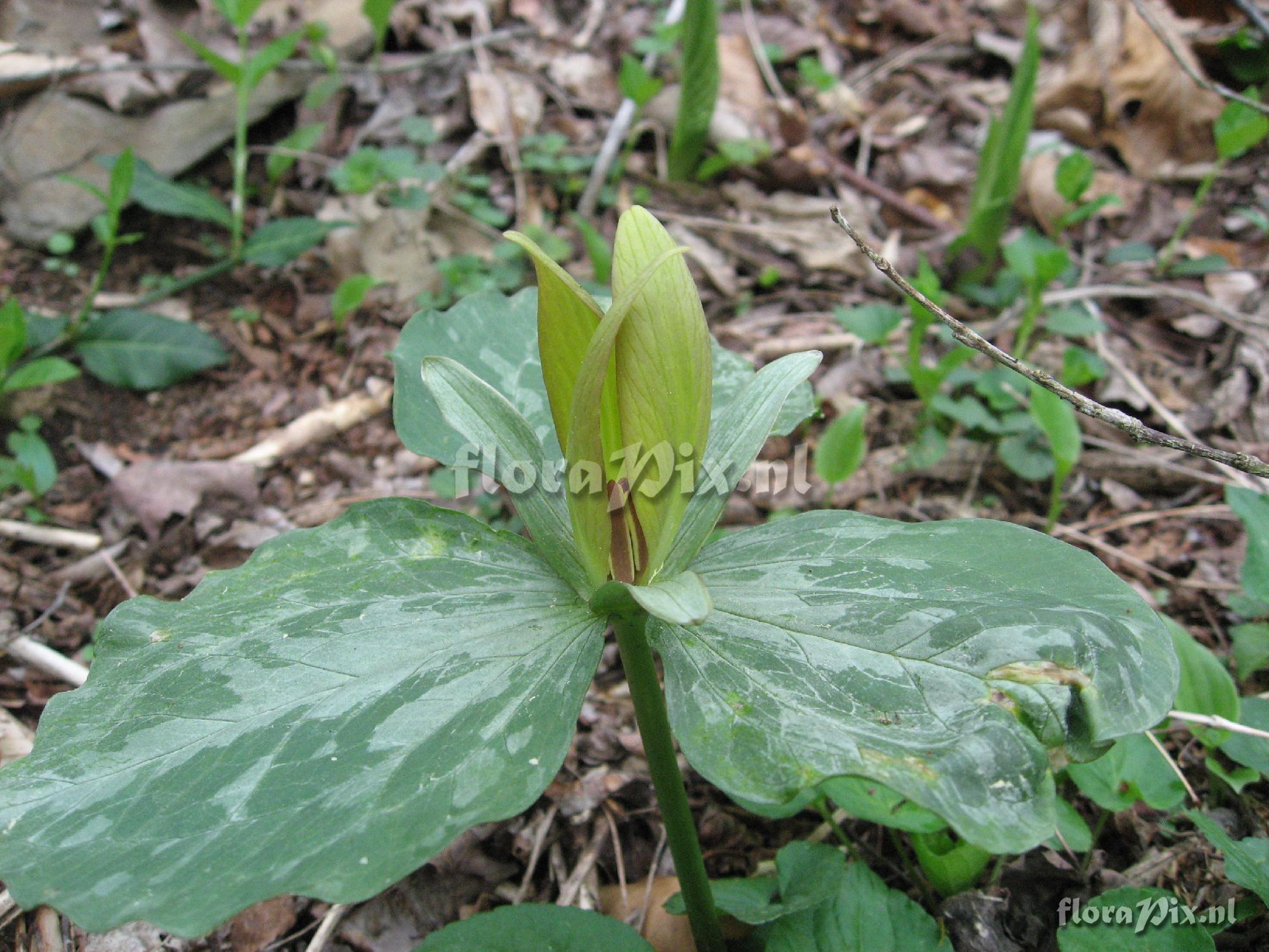 Trillium luteum Clump 1