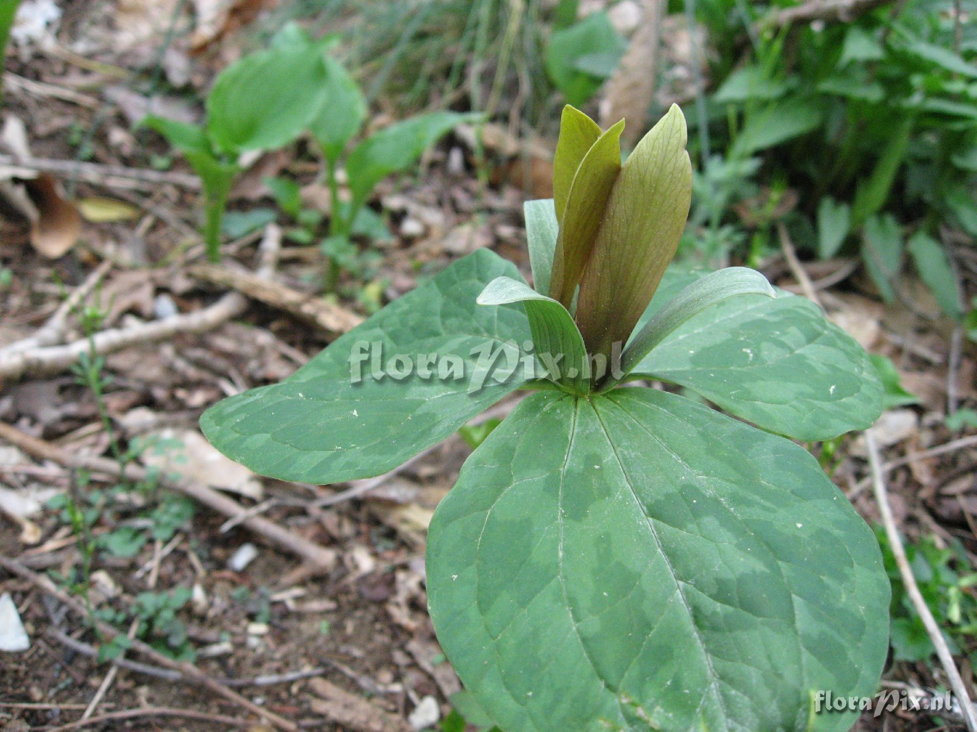 Trillium luteum Clump 2