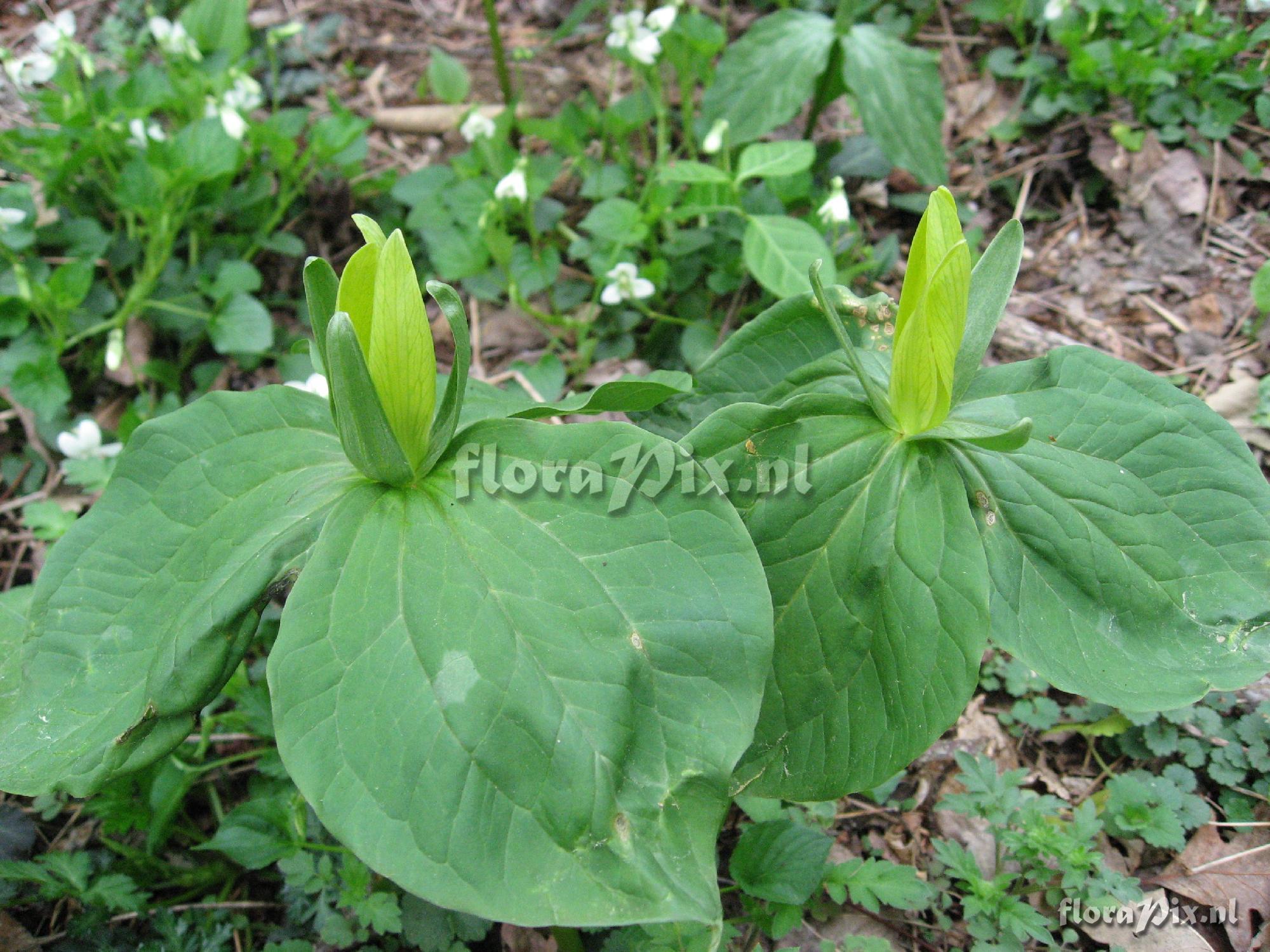 Trillium luteum Clump 2